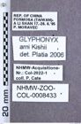 Etikette zu Glyphonyx ami (NHMW-ZOO-COL-0008433)